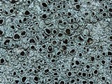 Lecanora subimmergens image