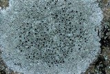 Lecanora subimmergens image