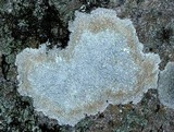 Pertusaria plittiana image