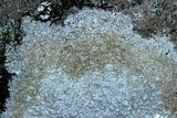 Pertusaria plittiana image