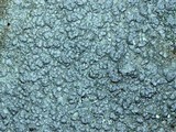 Pertusaria plittiana image