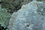 Pertusaria plittiana image
