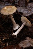 Amanita porphyria image