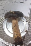 Lactarius kauffmanii image