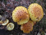 Pholiota limonella image