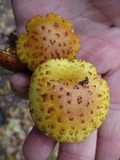Pholiota limonella image