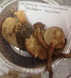 Tricholoma vaccinum image