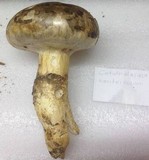 Catathelasma ventricosum image