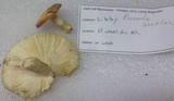 Russula bicolor image