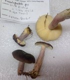 Russula queletii image