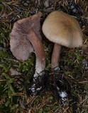 Laccaria bicolor image
