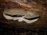 Postia caesia image