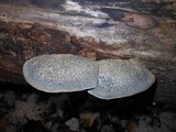 Postia caesia image