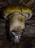 Tricholoma focale image