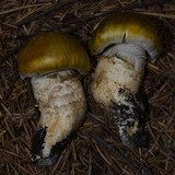 Tricholoma focale image