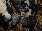 Tricholoma focale image