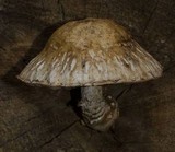 Hemipholiota populnea image