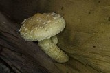 Hemipholiota populnea image