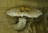 Hemipholiota populnea image