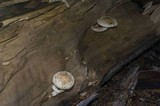 Hemipholiota populnea image