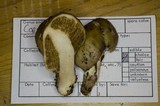 Cortinarius pinguis image