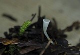 Clavicorona taxophila image