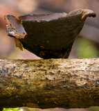Plectania campylospora image