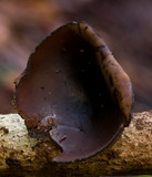 Plectania campylospora image