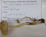 Tricholoma inamoenum image