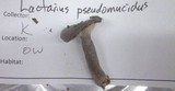 Lactarius pseudomucidus image