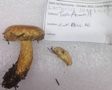 Lactarius scrobiculatus image