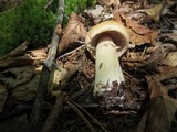 Cortinarius caperatus image
