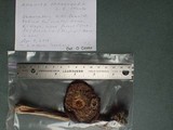 Amanita pachycolea image