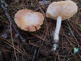 Rhodocollybia maculata image
