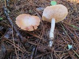 Rhodocollybia maculata image