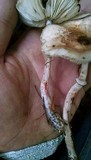 Lepiota flammeatincta image