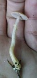 Agaricus diminutivus image