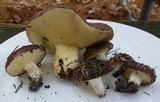 Suillus brevipes image