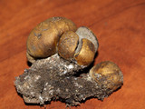 Scleroderma areolatum image