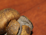 Scleroderma areolatum image