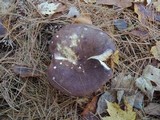 Russula xerampelina image