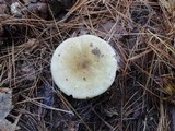 Russula clavipes image