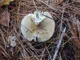 Russula clavipes image