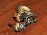 Scleroderma areolatum image