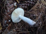 Russula clavipes image