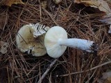 Russula clavipes image