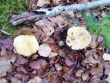 Russula claroflava image