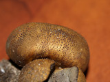 Scleroderma areolatum image