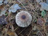 Chlorophyllum olivieri image