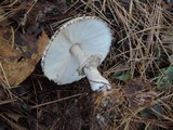 Chlorophyllum olivieri image